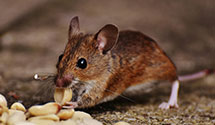 24 Hour & Emergency Exterminators in Zionsville, IN